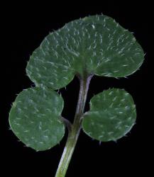 Cardamine panatohea. Rosette leaf.
 Image: P.B. Heenan © Landcare Research 2019 CC BY 3.0 NZ